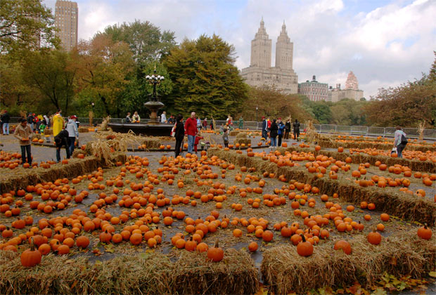 Central Park Pumpkin Festival