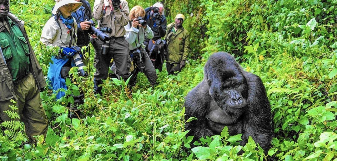 UGANDA vedere gorilla