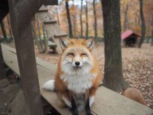 zao fox