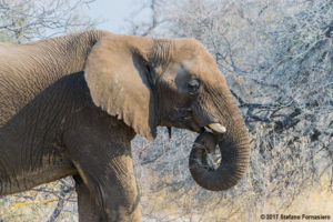 elefante namibia