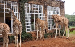Giraffe Manor Casa hotel