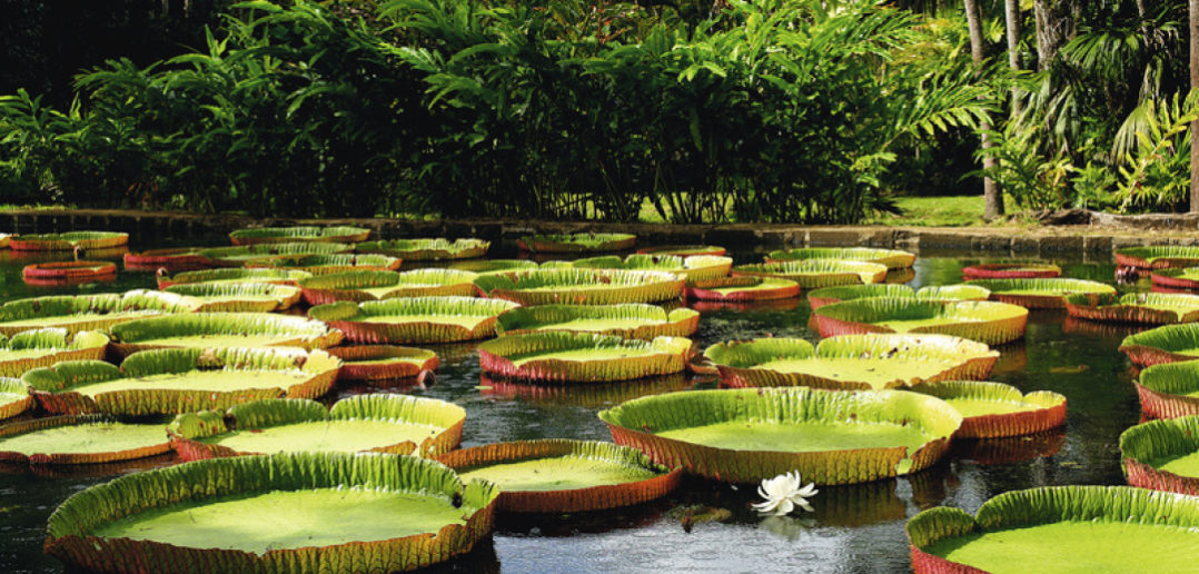 giardino botanico Mauritius