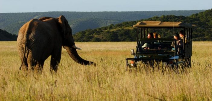 safari sud africa