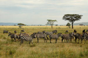 Safari Tanzania
