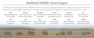 protezione elefanti kenya