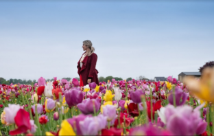 campo fiorito tulip