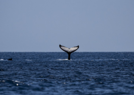 Dove vedere le Balene in SudAfrica