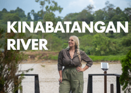 Kinabatangan: nel cuore selvaggio del Borneo malese